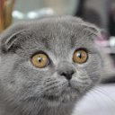 ���� ��������, �����������, 52 ���� - ��������� 27 �������� 2011