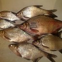  , , 63  -  20  2009     ߻