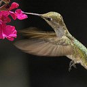 ���� ����, ������������ - ��������� 28 ������ 2011 � ������ �Avataria�