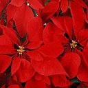 ���� ������, ����������� - ��������� 16 �������� 2012