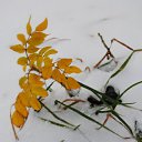 �� ����� �� ������� ������� ����