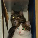 �������, ������, �������... �����!
��������, ������!
(���� � ������) �� ������� ���������� (����)�