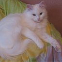  , , 35  -  30  2011     )))