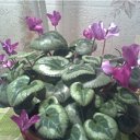 ���� �������, ���������, 55 ��� - ��������� 23 ��� 2012 � ������ ���� ����������