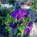 ���� �������, �������, 59 ��� - ��������� 16 �������� 2011 � ������ �������