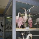 ���� ���, ��������, 30 ��� - ��������� 11 ���� 2013 � ������ ���� ����������