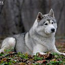  Angel, , 39  -  16  2010   