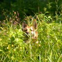 ���� ��������, ������� ��������, 41 ��� - ��������� 10 ������ 2013 � ������ ���� ����������