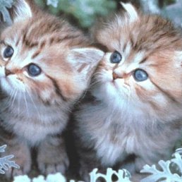 ���� ����, �����-������, 25 ��� - ��������� 20 ���� 2013