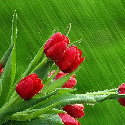 Tenge Nesie, , 67 