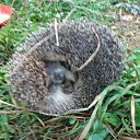 ���� �������, ������������, 69 ��� - ��������� 22 ���� 2012 � ������ �������