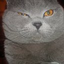  , , 49  -  27  2011   PetLove