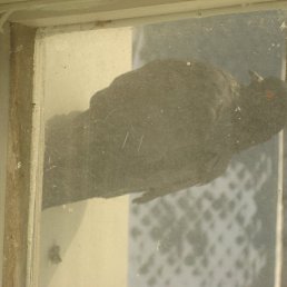 ���� �����, ��������, 35 ��� - ��������� 12 ������ 2010