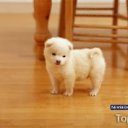 ���� ����, ������, 24 ���� - ��������� 5 ����� 2012 � ������ �PetLove�