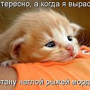   ~Koshka~, , 38  -  7  2010   