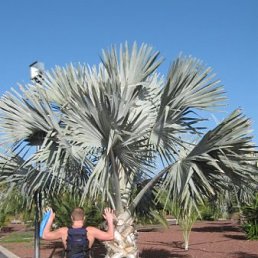 ���������, �����������, 47 ���