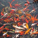 ���� ����� - ���������� ��������!!!, �����������, 56 ��� - ��������� 20 ������� 2009 � ������ ������������� ��������� � ��������� ���!�