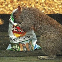 Piha, ������