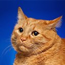 ���� Dan, ������, 51 ��� - ��������� 12 ������ 2013