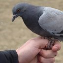 ���� ��������, ���������, 61 ��� - ��������� 9 ������� 2012 � ������ �������