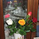  , , 33  -  15  2009       ?