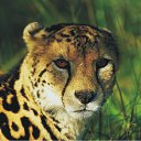 ���� ���, ������, 39 ��� - ��������� 11 ������� 2012 � ������ ���� ����������