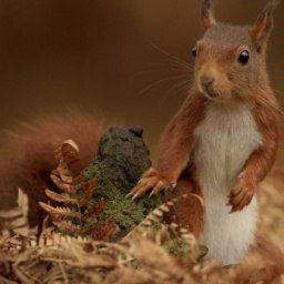 �����, ��������, 40 ���