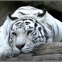 ���� ���������, ����, 46 ��� - ��������� 8 ������ 2012 � ������ ���� ����������