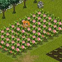  ,  -  5  2012   Tropikania