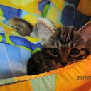 ���� ����, ������, 36 ��� - ��������� 2 ������� 2011 � ������ ���������