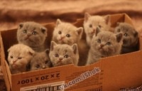 ���� ������, ������, 53 ���� - ��������� 30 ������� 2012