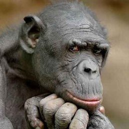 ���� �����, ������, 60 ��� - ��������� 6 ������ 2013