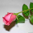 ���� ***�� �����, ������, 40 ��� - ��������� 2 ������� 2012 � ������ ���� ����������