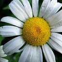 ���� ������, �����������, 38 ��� - ��������� 8 ������� 2010