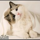 ���� �����, ������ - ��������� 26 ������ 2012 � ������ �����������