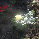 ���� Shurmbanfurer, ������, 72 ���� - ��������� 17 ����� 2010 � ������ �������