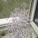 ���� �������, ���������, 37 ��� - ��������� 15 �������� 2011 � ������ ��������������� �� �������