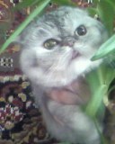 ���� ��������, ����, 50 ��� - ��������� 13 ������� 2011