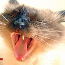 ���� ������, ���-����, 28 ��� - ��������� 15 ������� 2009 � ������ �����������