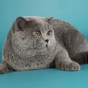 ���� ��������-2, �����-���������, 57 ��� - ��������� 23 ���� 2013 � ������ ���� ����������