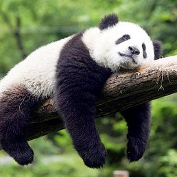 ���� �������� ������, ����, 71 ��� - ��������� 26 ���� 2012