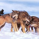 ���� Sem, ������, 39 ��� - ��������� 12 ������� 2010 � ������ ��������