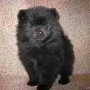  , -, 50  -  24  2011    