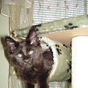 ���� �������, ���������, 49 ��� - ��������� 4 ����� 2011 � ������ �Magnificent�