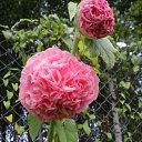 ������ �� ������� ���� ������