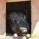 ���� Nik, �����, 63 ���� - ��������� 13 ����� 2010 � ������ ���� ���������