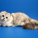 ���� ����, ������-��-����, 23 ���� - ��������� 4 ���� 2011 � ������ �PetLove�