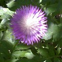 "���������� ������" �� ������� ���� ����������