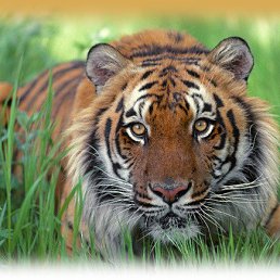 Q, �����, 39 ���