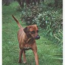 ���� �������, ������, 50 ��� - ��������� 26 ��� 2012 � ������ ���� ����������